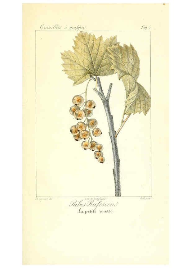 Reproducción/Reproduction 6311679841: Monographie; ou, Histoire naturelle du genre groseillier, contenant la description, l'histoire, la culture et les usages de toutes les groseilles connues Paris,P. Dufart,1829