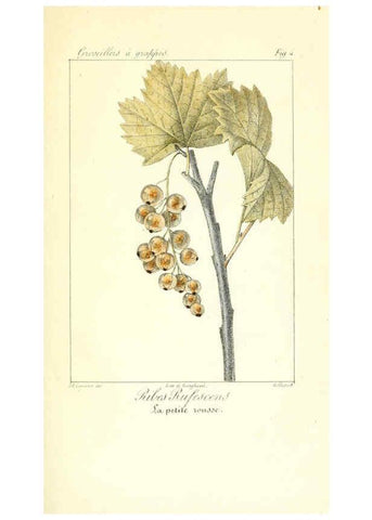 Reproducción/Reproduction 6311679841: Monographie; ou, Histoire naturelle du genre groseillier, contenant la description, l'histoire, la culture et les usages de toutes les groseilles connues Paris,P. Dufart,1829