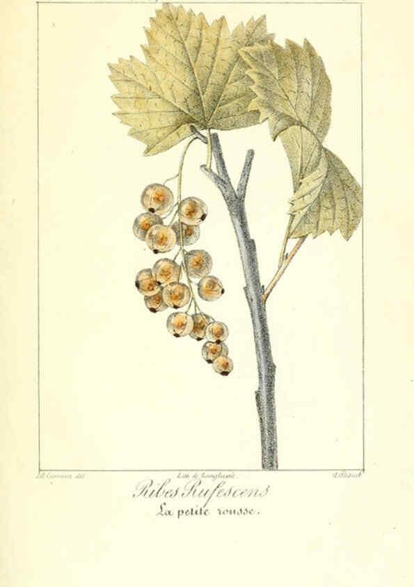 Reproducción/Reproduction 6311679841: Monographie; ou, Histoire naturelle du genre groseillier, contenant la description, l'histoire, la culture et les usages de toutes les groseilles connues Paris,P. Dufart,1829
