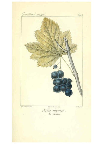 Reproducción/Reproduction 6311680029: Monographie; ou, Histoire naturelle du genre groseillier, contenant la description, l'histoire, la culture et les usages de toutes les groseilles connues Paris,P. Dufart,1829