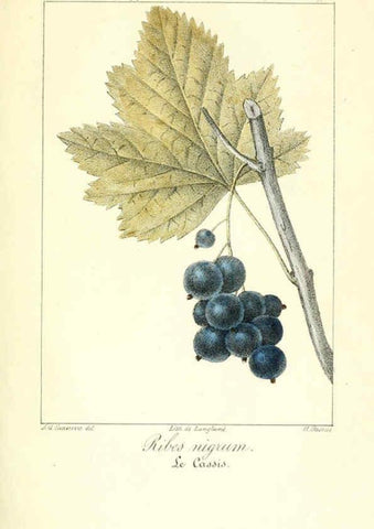 Reproducción/Reproduction 6311680029: Monographie; ou, Histoire naturelle du genre groseillier, contenant la description, l'histoire, la culture et les usages de toutes les groseilles connues Paris,P. Dufart,1829