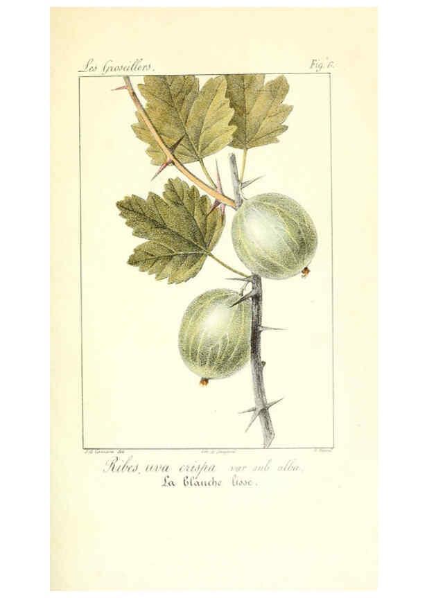 Reproducción/Reproduction 6312201448: Monographie; ou, Histoire naturelle du genre groseillier, contenant la description, l'histoire, la culture et les usages de toutes les groseilles connues Paris,P. Dufart,1829