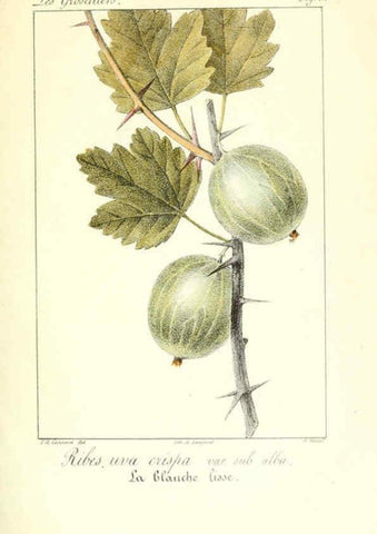 Reproducción/Reproduction 6312201448: Monographie; ou, Histoire naturelle du genre groseillier, contenant la description, l'histoire, la culture et les usages de toutes les groseilles connues Paris,P. Dufart,1829
