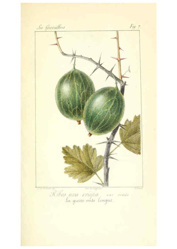 Reproducción/Reproduction 6312201600: Monographie; ou, Histoire naturelle du genre groseillier, contenant la description, l'histoire, la culture et les usages de toutes les groseilles connues Paris,P. Dufart,1829