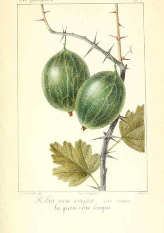 Reproducción/Reproduction 6312201600: Monographie; ou, Histoire naturelle du genre groseillier, contenant la description, l'histoire, la culture et les usages de toutes les groseilles connues Paris,P. Dufart,1829