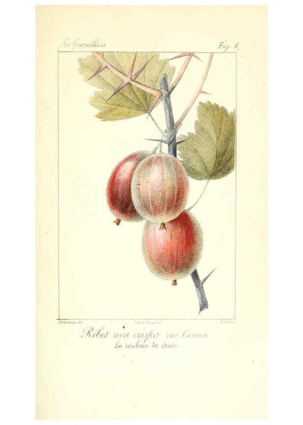 Reproducción/Reproduction 6312201780: Monographie; ou, Histoire naturelle du genre groseillier, contenant la description, l'histoire, la culture et les usages de toutes les groseilles connues Paris,P. Dufart,1829