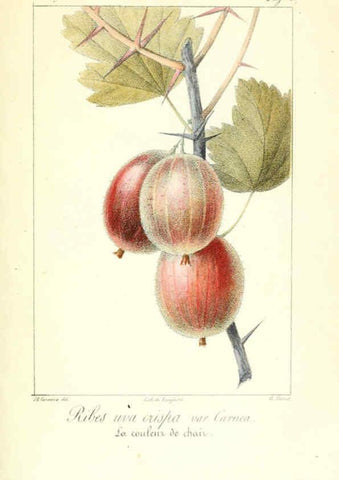 Reproducción/Reproduction 6312201780: Monographie; ou, Histoire naturelle du genre groseillier, contenant la description, l'histoire, la culture et les usages de toutes les groseilles connues Paris,P. Dufart,1829