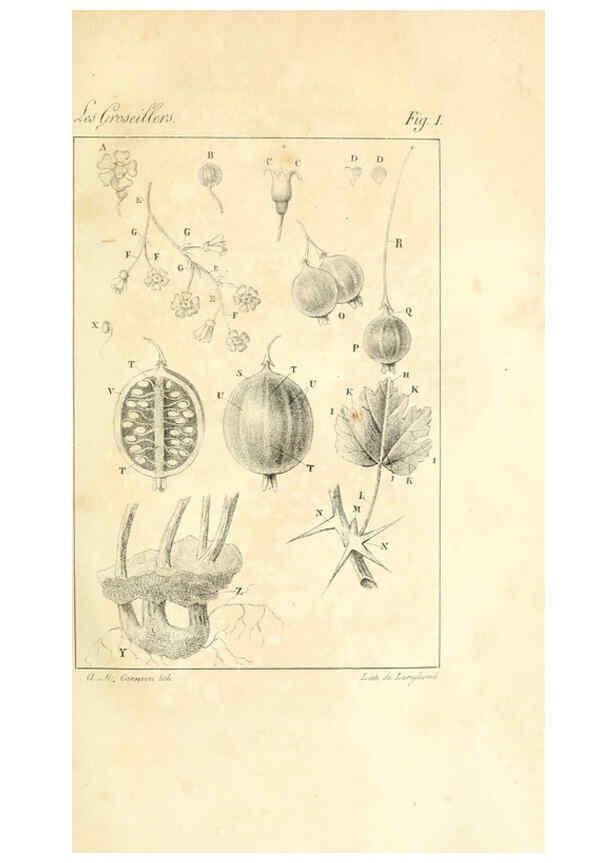 Reproducción/Reproduction 6311679277: Monographie; ou, Histoire naturelle du genre groseillier, contenant la description, l'histoire, la culture et les usages de toutes les groseilles connues Paris,P. Dufart,1829
