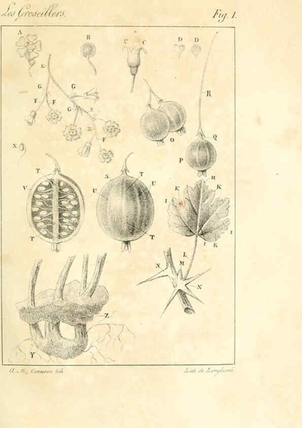 Reproducción/Reproduction 6311679277: Monographie; ou, Histoire naturelle du genre groseillier, contenant la description, l'histoire, la culture et les usages de toutes les groseilles connues Paris,P. Dufart,1829