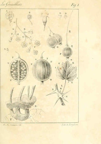 Reproducción/Reproduction 6311679277: Monographie; ou, Histoire naturelle du genre groseillier, contenant la description, l'histoire, la culture et les usages de toutes les groseilles connues Paris,P. Dufart,1829