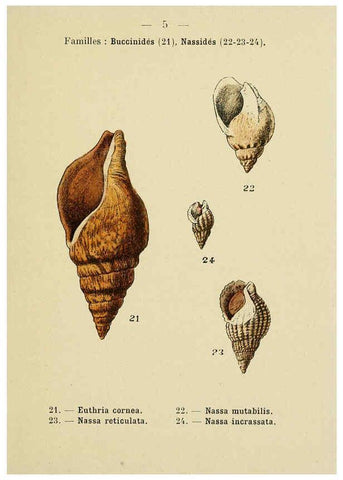 Reproducción/Reproduction 6311710909: Atlas de poche des coquilles des côtes de France Paris,Librairie des sciences naturelles, Paul Klincksiek,1913
