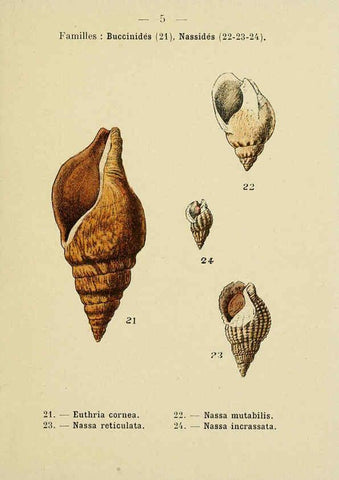 Reproducción/Reproduction 6311710909: Atlas de poche des coquilles des côtes de France Paris,Librairie des sciences naturelles, Paul Klincksiek,1913