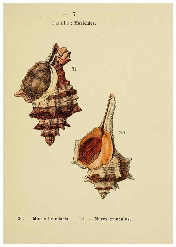 Reproducción/Reproduction 6312232386: Atlas de poche des coquilles des côtes de France Paris,Librairie des sciences naturelles, Paul Klincksiek,1913