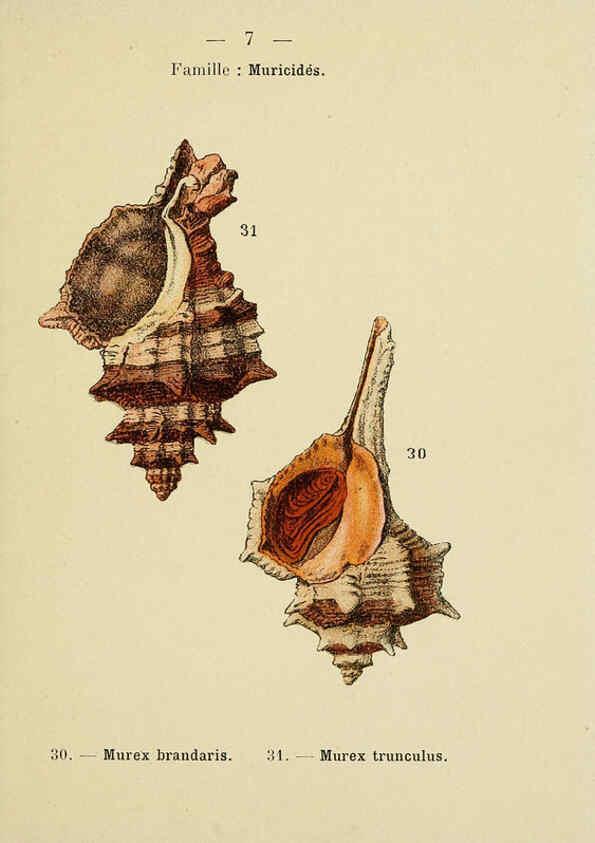 Reproducción/Reproduction 6312232386: Atlas de poche des coquilles des côtes de France Paris,Librairie des sciences naturelles, Paul Klincksiek,1913