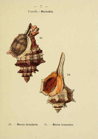 Reproducción/Reproduction 6312232386: Atlas de poche des coquilles des côtes de France Paris,Librairie des sciences naturelles, Paul Klincksiek,1913