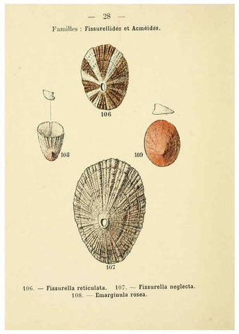 Reproducción/Reproduction 6311725331: Atlas de poche des coquilles des côtes de France Paris,Librairie des sciences naturelles, Paul Klincksiek,1913