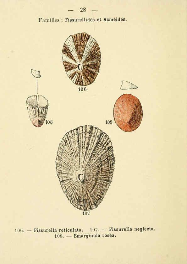 Reproducción/Reproduction 6311725331: Atlas de poche des coquilles des côtes de France Paris,Librairie des sciences naturelles, Paul Klincksiek,1913