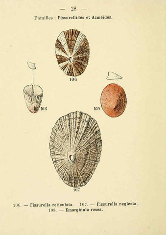 Reproducción/Reproduction 6311725331: Atlas de poche des coquilles des côtes de France Paris,Librairie des sciences naturelles, Paul Klincksiek,1913