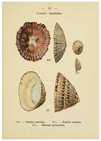 Reproducción/Reproduction 6311725545: Atlas de poche des coquilles des côtes de France Paris,Librairie des sciences naturelles, Paul Klincksiek,1913