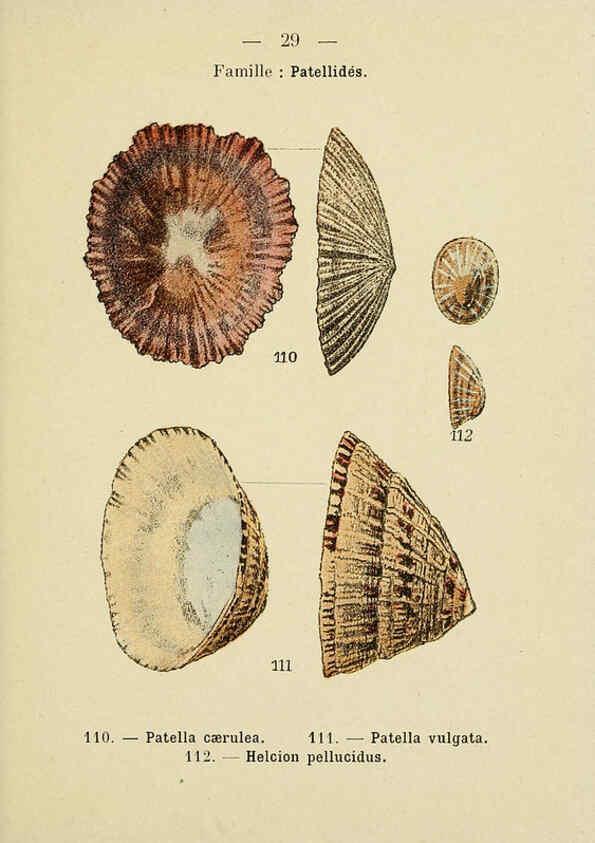 Reproducción/Reproduction 6311725545: Atlas de poche des coquilles des côtes de France Paris,Librairie des sciences naturelles, Paul Klincksiek,1913