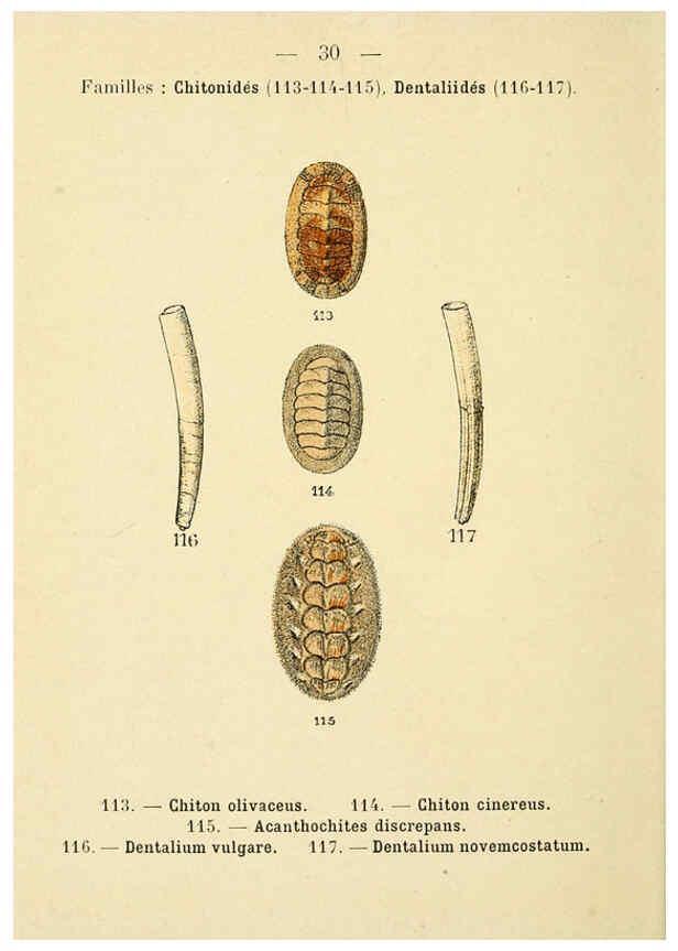 Reproducción/Reproduction 6311725725: Atlas de poche des coquilles des côtes de France Paris,Librairie des sciences naturelles, Paul Klincksiek,1913