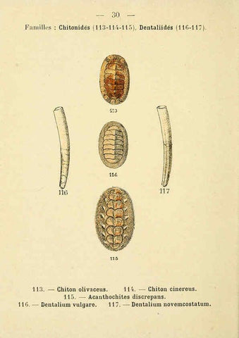 Reproducción/Reproduction 6311725725: Atlas de poche des coquilles des côtes de France Paris,Librairie des sciences naturelles, Paul Klincksiek,1913