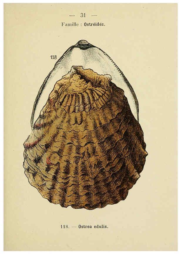 Reproducción/Reproduction 6311725965: Atlas de poche des coquilles des côtes de France Paris,Librairie des sciences naturelles, Paul Klincksiek,1913