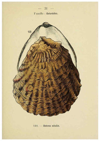 Reproducción/Reproduction 6311725965: Atlas de poche des coquilles des côtes de France Paris,Librairie des sciences naturelles, Paul Klincksiek,1913
