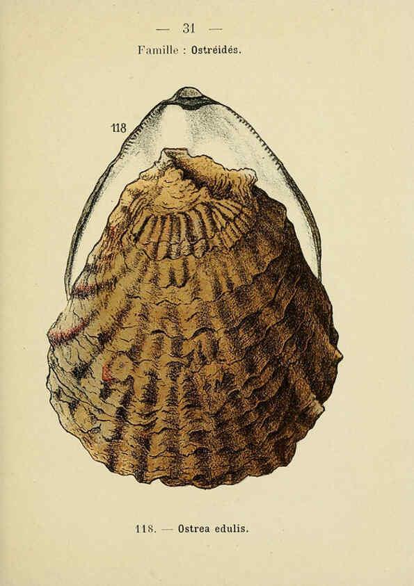 Reproducción/Reproduction 6311725965: Atlas de poche des coquilles des côtes de France Paris,Librairie des sciences naturelles, Paul Klincksiek,1913