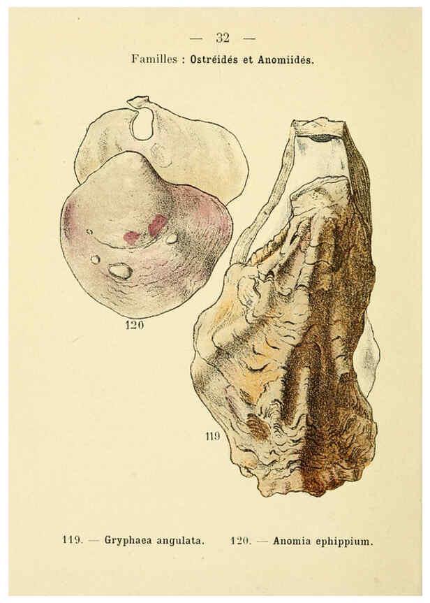 Reproducción/Reproduction 6311726245: Atlas de poche des coquilles des côtes de France Paris,Librairie des sciences naturelles, Paul Klincksiek,1913