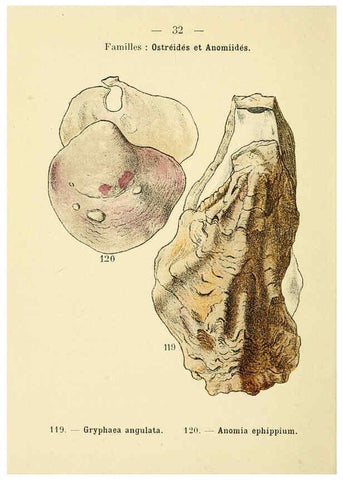 Reproducción/Reproduction 6311726245: Atlas de poche des coquilles des côtes de France Paris,Librairie des sciences naturelles, Paul Klincksiek,1913