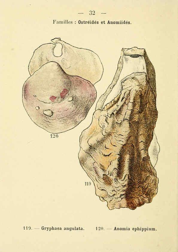 Reproducción/Reproduction 6311726245: Atlas de poche des coquilles des côtes de France Paris,Librairie des sciences naturelles, Paul Klincksiek,1913