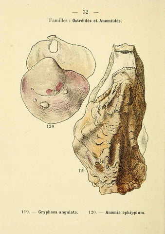 Reproducción/Reproduction 6311726245: Atlas de poche des coquilles des côtes de France Paris,Librairie des sciences naturelles, Paul Klincksiek,1913