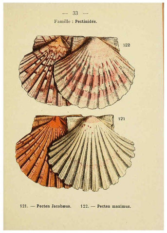 Reproducción/Reproduction 6311726439: Atlas de poche des coquilles des côtes de France Paris,Librairie des sciences naturelles, Paul Klincksiek,1913