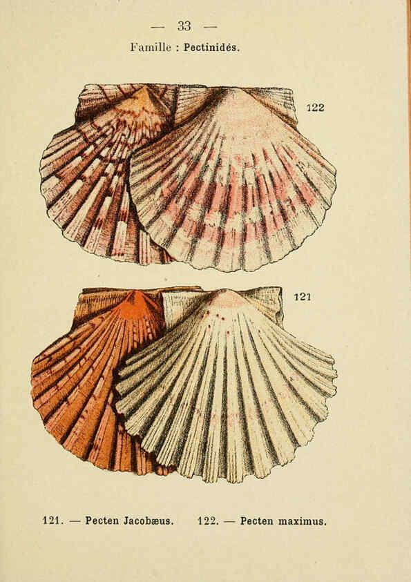 Reproducción/Reproduction 6311726439: Atlas de poche des coquilles des côtes de France Paris,Librairie des sciences naturelles, Paul Klincksiek,1913
