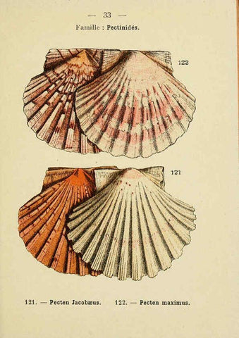 Reproducción/Reproduction 6311726439: Atlas de poche des coquilles des côtes de France Paris,Librairie des sciences naturelles, Paul Klincksiek,1913