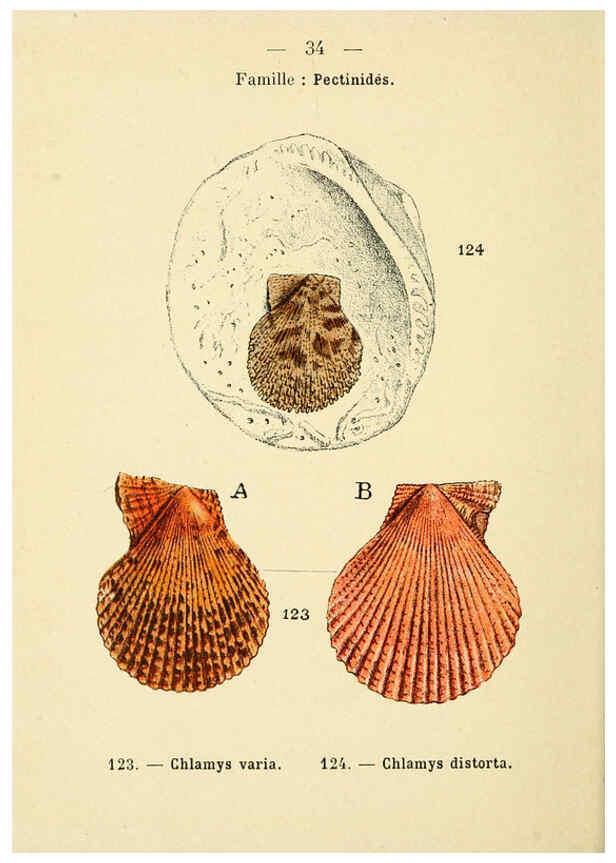 Reproducción/Reproduction 6311726635: Atlas de poche des coquilles des côtes de France Paris,Librairie des sciences naturelles, Paul Klincksiek,1913