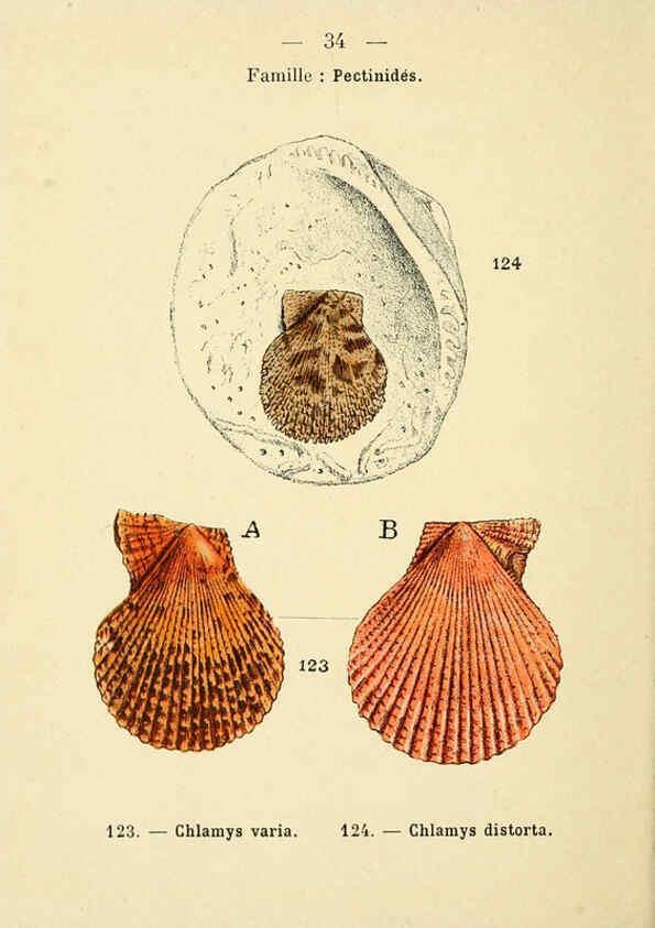Reproducción/Reproduction 6311726635: Atlas de poche des coquilles des côtes de France Paris,Librairie des sciences naturelles, Paul Klincksiek,1913