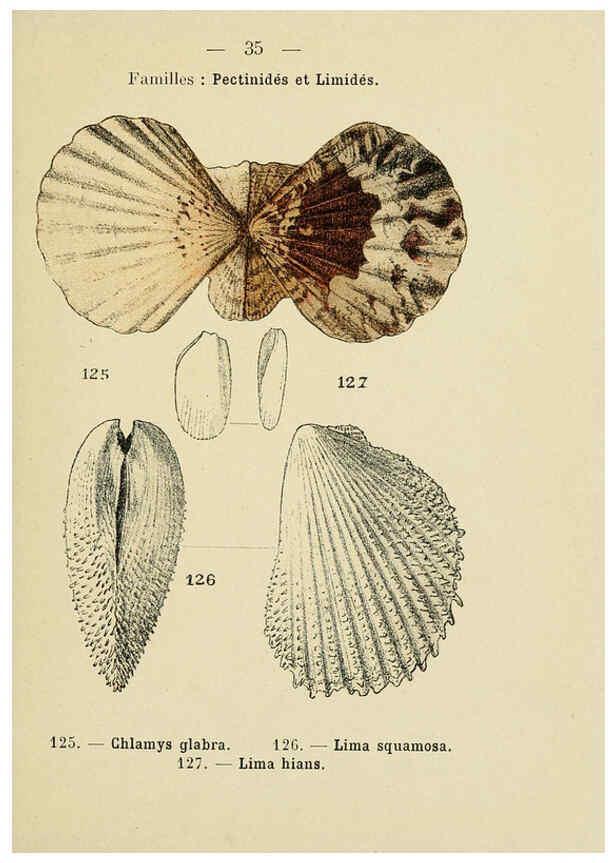 Reproducción/Reproduction 6311726827: Atlas de poche des coquilles des côtes de France Paris,Librairie des sciences naturelles, Paul Klincksiek,1913