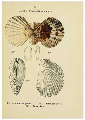 Reproducción/Reproduction 6311726827: Atlas de poche des coquilles des côtes de France Paris,Librairie des sciences naturelles, Paul Klincksiek,1913