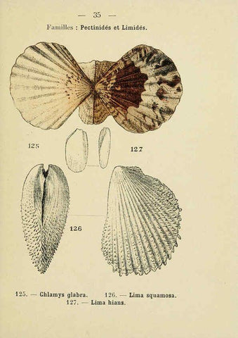 Reproducción/Reproduction 6311726827: Atlas de poche des coquilles des côtes de France Paris,Librairie des sciences naturelles, Paul Klincksiek,1913