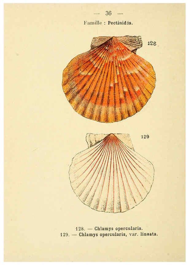 Reproducción/Reproduction 6312247826: Atlas de poche des coquilles des côtes de France Paris,Librairie des sciences naturelles, Paul Klincksiek,1913