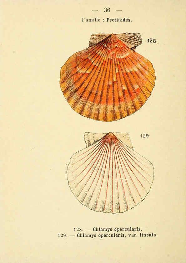 Reproducción/Reproduction 6312247826: Atlas de poche des coquilles des côtes de France Paris,Librairie des sciences naturelles, Paul Klincksiek,1913