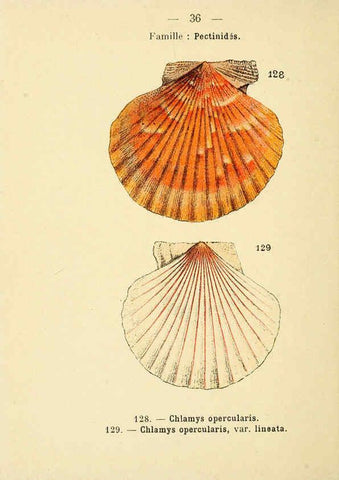 Reproducción/Reproduction 6312247826: Atlas de poche des coquilles des côtes de France Paris,Librairie des sciences naturelles, Paul Klincksiek,1913