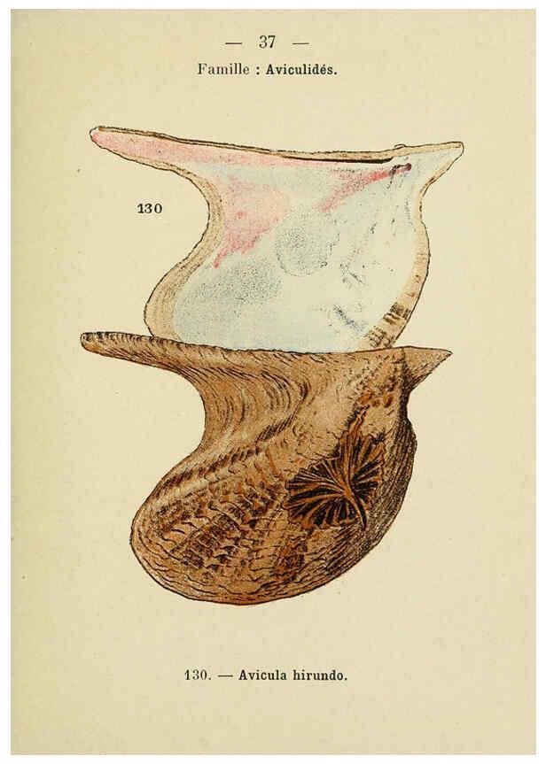 Reproducción/Reproduction 6311727329: Atlas de poche des coquilles des côtes de France Paris,Librairie des sciences naturelles, Paul Klincksiek,1913