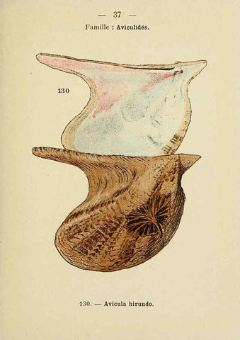 Reproducción/Reproduction 6311727329: Atlas de poche des coquilles des côtes de France Paris,Librairie des sciences naturelles, Paul Klincksiek,1913