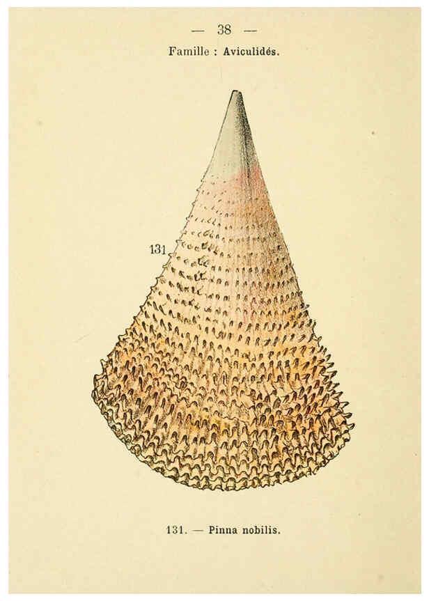 Reproducción/Reproduction 6311727553: Atlas de poche des coquilles des côtes de France Paris,Librairie des sciences naturelles, Paul Klincksiek,1913