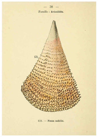 Reproducción/Reproduction 6311727553: Atlas de poche des coquilles des côtes de France Paris,Librairie des sciences naturelles, Paul Klincksiek,1913