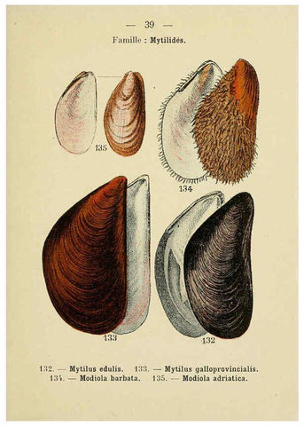 Reproducción/Reproduction 6311727751: Atlas de poche des coquilles des côtes de France Paris,Librairie des sciences naturelles, Paul Klincksiek,1913