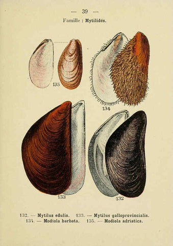 Reproducción/Reproduction 6311727751: Atlas de poche des coquilles des côtes de France Paris,Librairie des sciences naturelles, Paul Klincksiek,1913